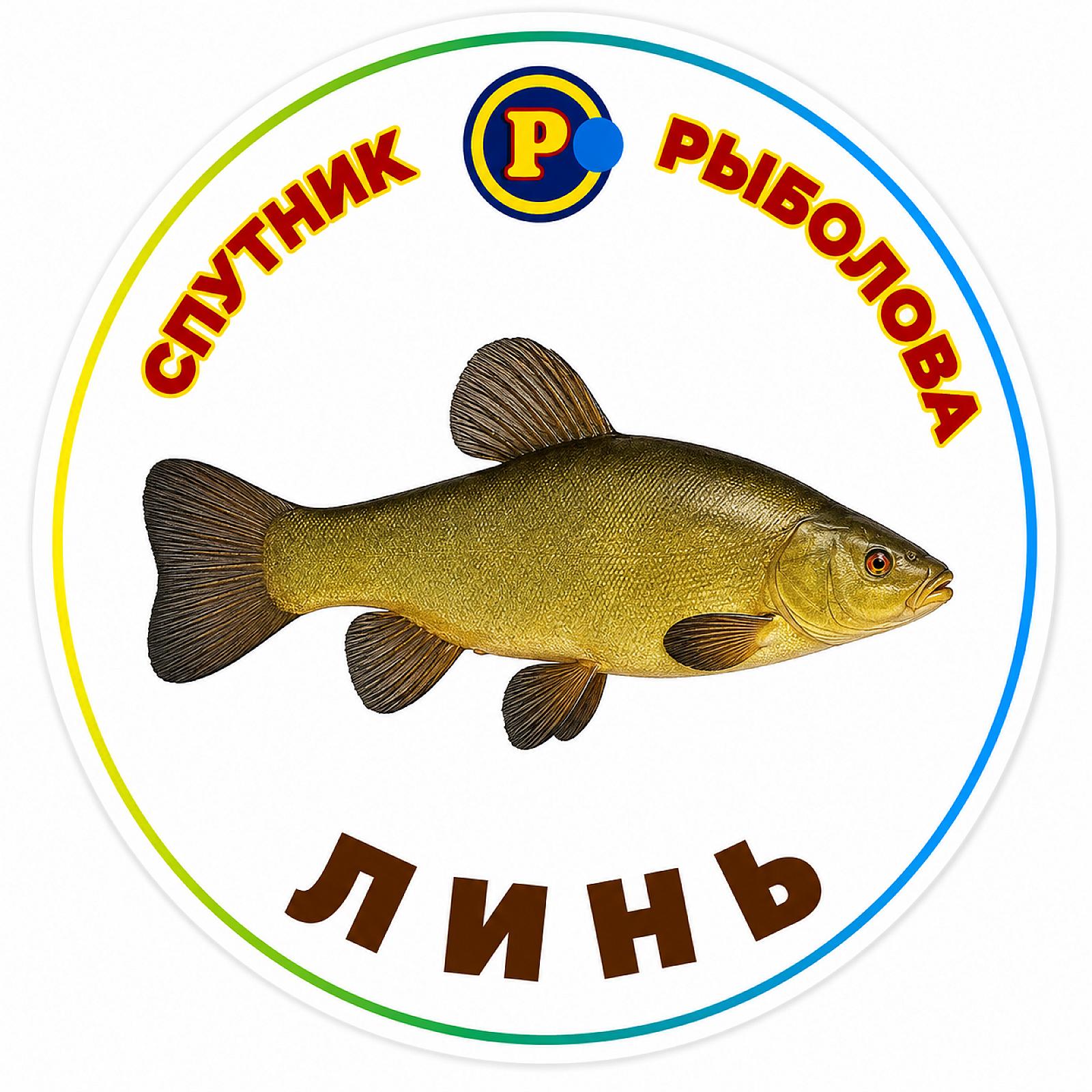 МАГНІТИ ДРІБНІ РИБИ