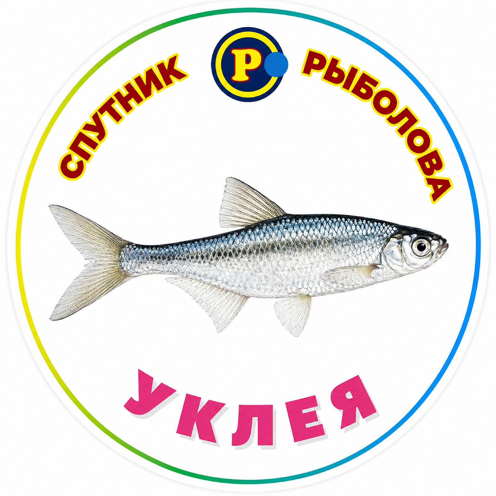 МАГНІТИ ДРІБНІ РИБИ