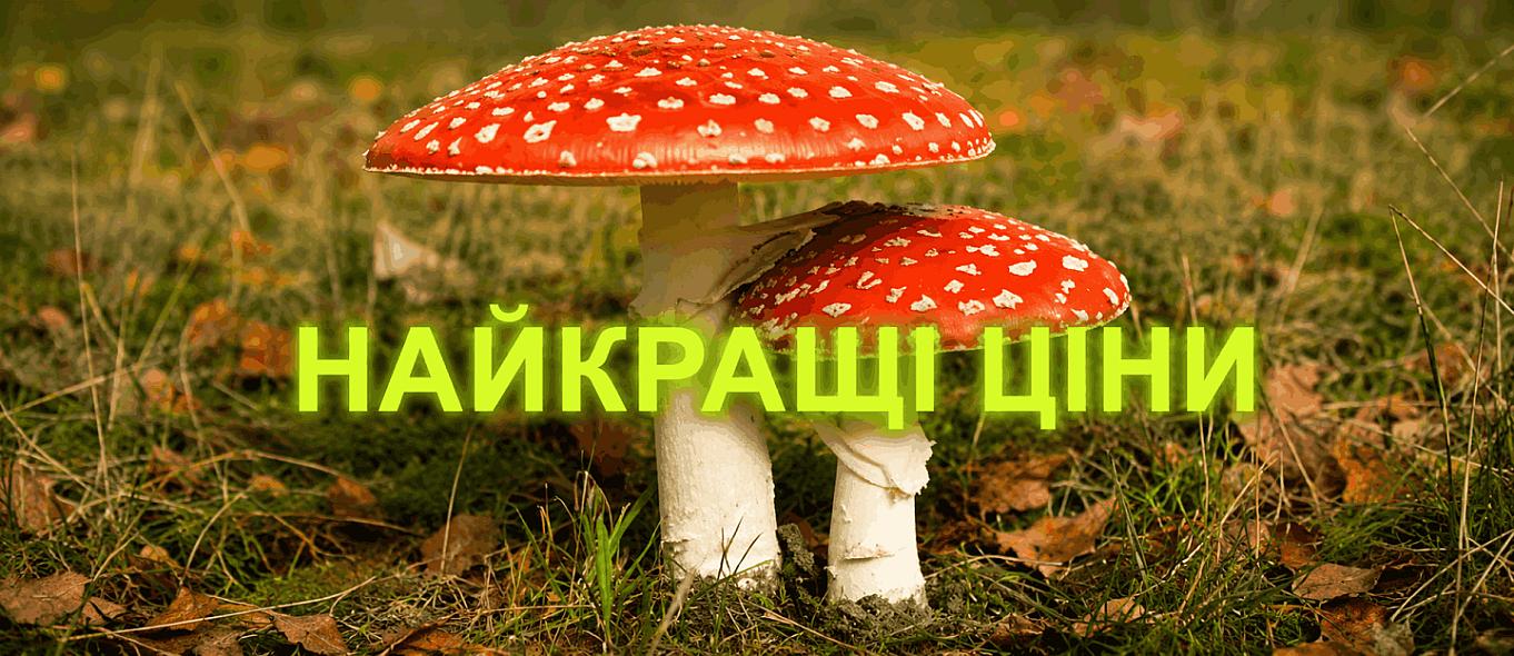 ЧЕРВОНИЙ МУХОМОР