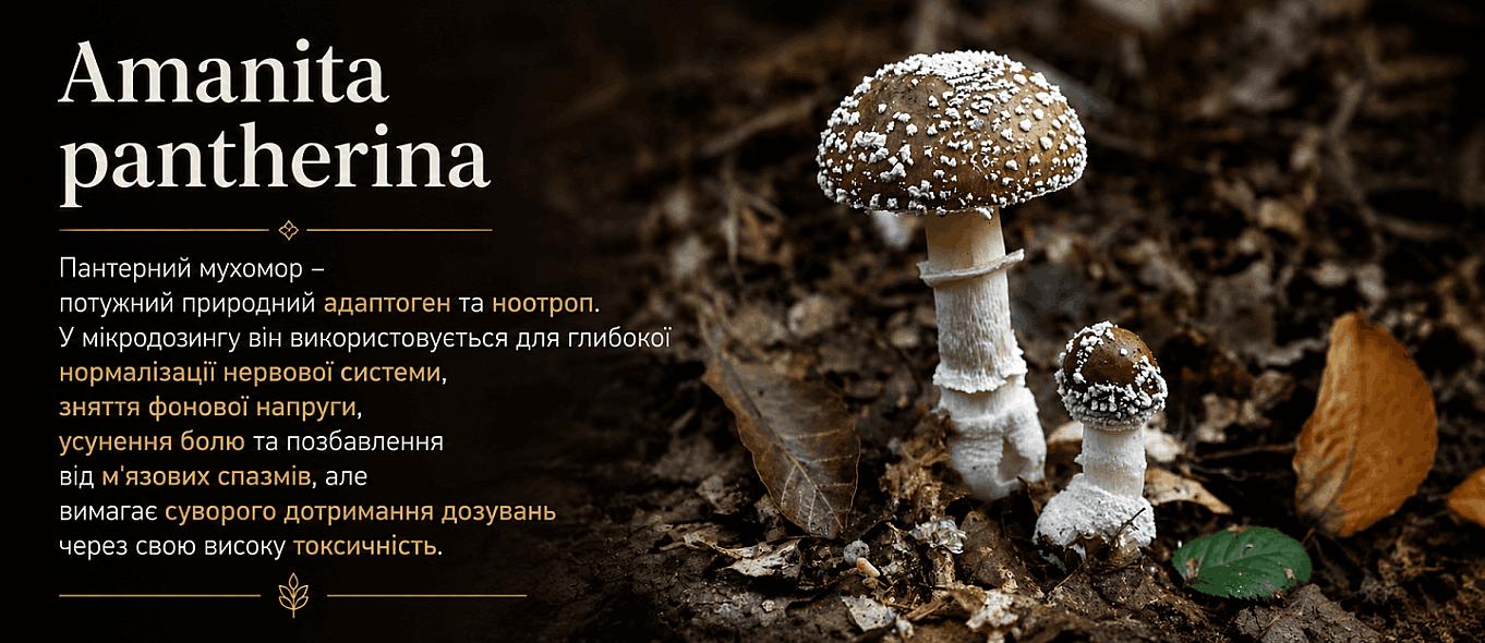 ПАНТЕРНИЙ МУХОМОР