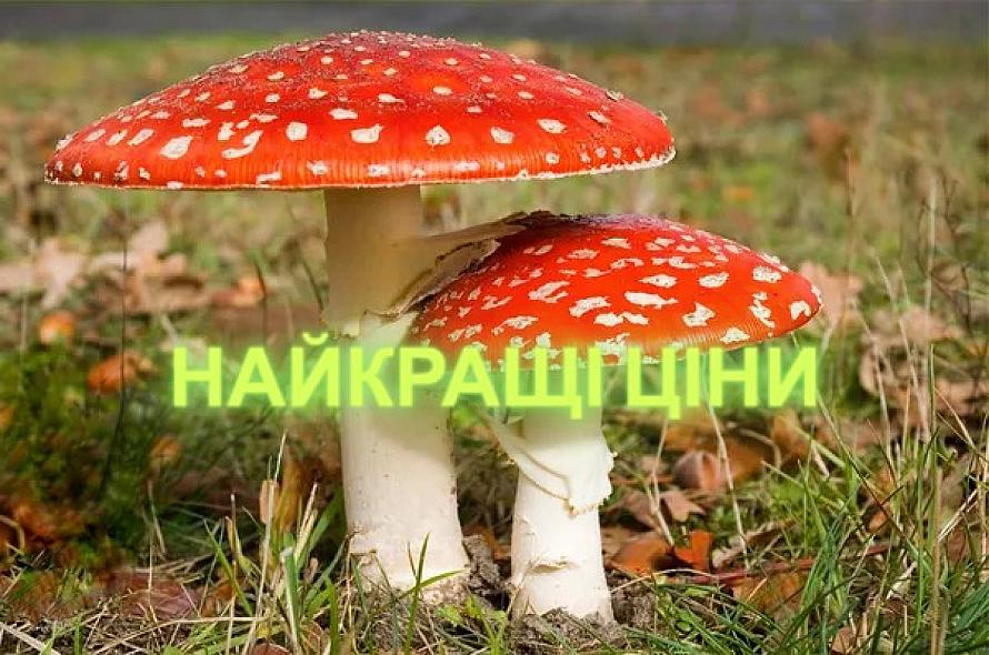 ЧЕРВОНИЙ МУХОМОР