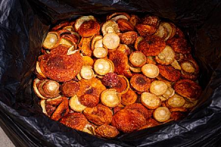 МУХОМОР ЧЕРВОНИЙ - КАПЕЛЮШКИ НЕ РОЗКРИТІ