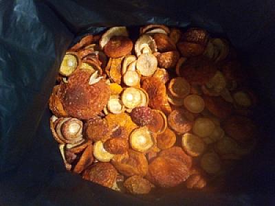 МУХОМОР ЧЕРВОНИЙ - КАПЕЛЮШКИ НЕ РОЗКРИТІ