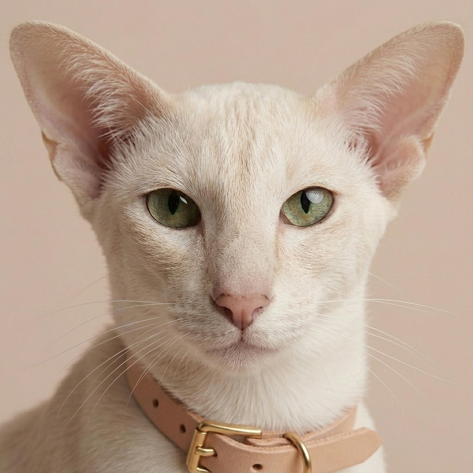 Все для котів